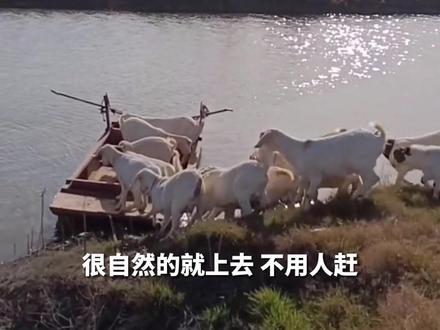 羊群随主人坐船过河吃草,主人:日常操作,村里别人家羊都不敢