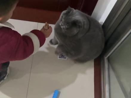 胖子不耐烦了 #晒出你的猫 #谁家小猫这么别致 #抖音助手 #这猫有点子技术在身上