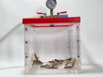 给蝗虫抽真空!会发生什么事?#蝗虫 #真空 #瓜子二手车