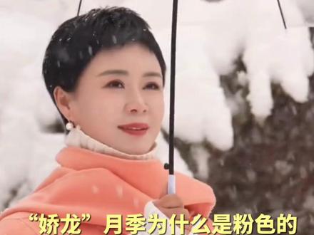 “娇龙”月季为什么是粉色的?是温柔也是力量#贺娇龙 #云看娇龙月季 #接娇龙月季回家