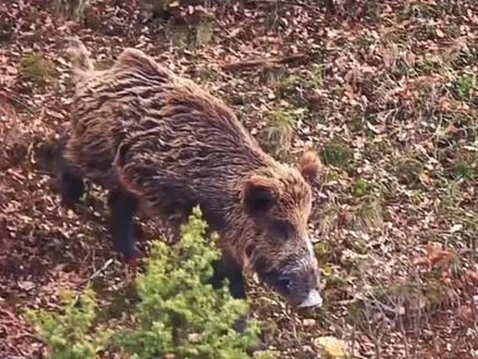 #狩猎者 #战斗民族 #俄罗斯 #瞄准镜 看着爽留个关注老铁