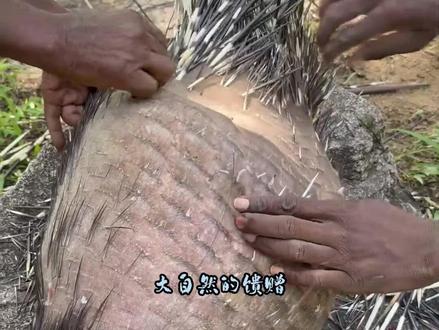 出门不看黄历的豪猪,被非洲哈扎比部落人做成了烧烤,整只抱着吃 #豪猪 #烧烤 #哈扎比部落 #美食