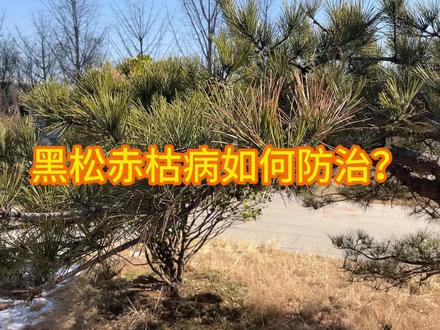 黑松赤枯病如何防治?#黑松 #松树 #黑松盆景 #园林植保 #病虫害防治