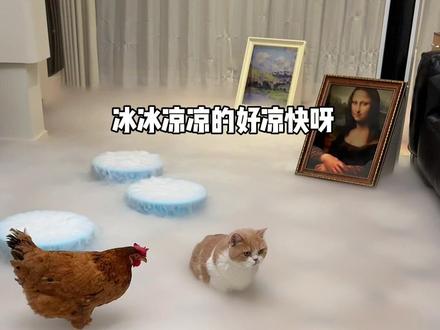 速来参见咪咪大王! #萌宠避暑的抽象行为 #万物可爱计划