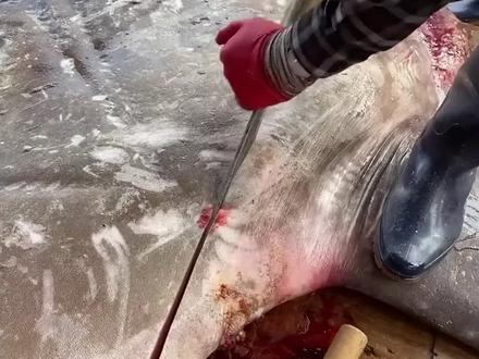 翻车鱼真的很傻吗?为什么其他动物不吃它?切割出的鱼肉是什么味道?(下)