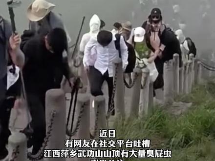 武功山山顶臭屁虫成灾!#武功山 #臭屁虫