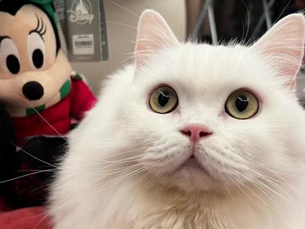 哪个是米老鼠?你找到了吗#热门 #萝卜纸巾猫咪模仿挑战 #米老鼠 #猫咪 #反转
@DOU+小助手 @DOU+上热门 @抖音小助手