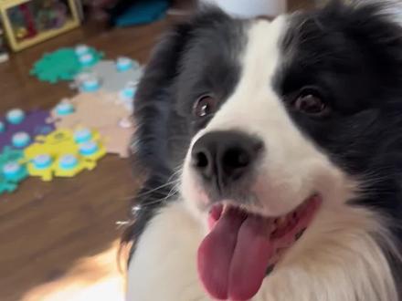 于是他转身朝垃圾桶走去…… #小狗日记 #小狗 #狗狗 #狗狗是生活的解药 #萌宠