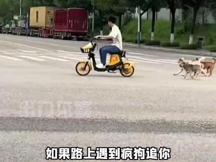 当我们被疯狗追时该如何自救#娱乐评论大赏 #狗 #自救