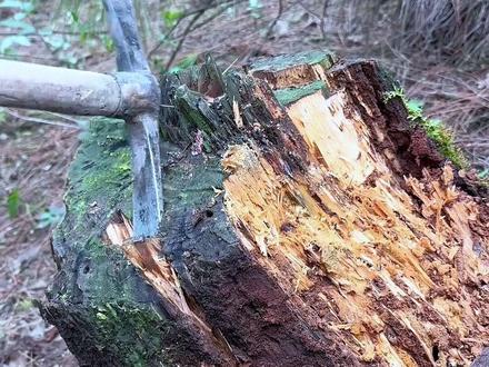 它抱木而生,藏于深山,是《神农本草经》中的上品,也是传承千年的养生智慧。带你认识这味“山中仙草”——茯苓#茯苓 #九大仙草 #科普一下 #冷知识 #识百草中草药