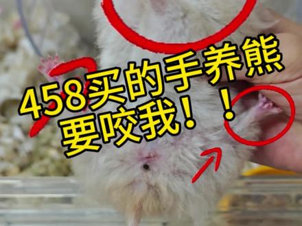 我和458的爱恨情仇!!!
@躺手小熊养成屋 @毛茸茸小熊🐻 @椰丝小熊小号
首先申明,我们作为买家在网上买金丝熊肯定是通过视频和照片去看品相的,我是刚入坑的新手,确实不会看头身比,只能直观的看图片和视频的小熊是否是自己心意的,我在网上看到很多言论说卖家会捏脸,所以我已经尽量去避免捏脸的卖家了。我也怕自己贪小便宜,会买到货不对版的,所以我对比了七八家挑的这个是最贵的一家。但是我万万没想到居然有卖家这么没底线,既然可以把卖货的滤镜开这么大,角度挑的这么刁钻。他明知道市场行价多少,明知道这只熊的品相怎么样?但是居然敢这种品相卖458!哈哈哈!!!
开箱的第一时间我就发现了这只熊跟卖家发的视频相差甚远。我当时第一反应也是算了,自己吃哑巴亏吧。
但是这半个月养下来,真的是越养越生气!直到昨天刷到一个姐妹分享的避雷视频,也是避雷他家的,底下的评论让意识到这个是一个惯犯。不能再让他这样子为所欲为。我必须要让其他姐妹知道这种不良商家!避雷他!
1:号称是手养小熊!性格和习惯真的差的要屎!
它的笼子是不能有任何造景和布置的,半天就给你造没了!我养了三只熊,第一只会定点拉尿,睡觉也会自己爬起来去尿沙尿,第二只会在尿沙和睡觉的窝里尿,但是可以接受,只要在窝里加一点尿沙,整个熊还是香喷喷的,整个笼子也是没有味道的,但是这只不行!!随时随地想尿就尿!!!
不是号称手养小熊吗!!!!????
为什么习惯这么差!!
你当妈的怎么教的!!阿!!!
2:跟我说10.19出生的,收到磅大一只,牙齿长度明显就不是这个月龄的小熊!!!
3:我最生气和最在意的一点!!!!怎么可以长这么丑!!!!458怎么可以长这么丑!!!嘴巴怎么可以这么长!!!怎么可以跟视频差这么老大!!!
真的是气死我了!!!
我就是冲颜值买单的!!!怎么可以给我发这么丑一只老鼠!!!
给我避雷这种从下往上拍的骗人角度和魔鬼滤镜,给我避雷这种号称手养人设,答应我好吗!!!!
#开箱测评 #金丝熊