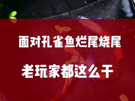 孔雀鱼烧尾烂尾了怎么办?老玩家都这么干。#孔雀鱼 #养鱼日记 #精品孔雀鱼 #观赏鱼 #热带鱼