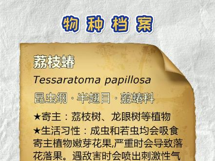 准备又到吃荔枝的时节了,来个荔枝蝽吧!#昆虫 #dou出新知