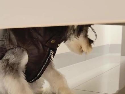 谁家小狗被鞭炮吓成这样的😂