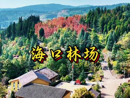 昆明海口林场 青山常在 永续利用 海口镇林场森林公园红枫叶 大家好,又到了每年11月,海口林场最热闹的旅游季节,今天春城机长,带你欣赏林场美景,海口林场1956年3月3日成立,位于云南昆明市西山区海口境内,现有土地面积6829.8公顷。
1964年3月3日,周恩来总理倡导并亲自在海口林场种下了一株象征"中阿友谊"的油橄榄苗。明确了海口林场“青山常在、永续利用”的使命,通过几代林场人的不懈努力,让昔日荒山秃岭变成绿洲。
在每年10月底开始,11月份限定云南旅游景点,一个月的黄金观赏枫叶时间。这里迎来许多游客,欣赏林场美景,感受林场生态环境。看着停满的车辆,热闹的人群,机长为海口小镇的热闹感到开心。祝游客们云南旅游愉快。
#昆明海口 #海口林场 #云南旅游推荐春城机长 #昆明海口镇 #秋天落叶🍂