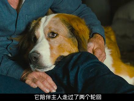 狗狗轮回转世只为回到主人身边,一条狗的使命很简单