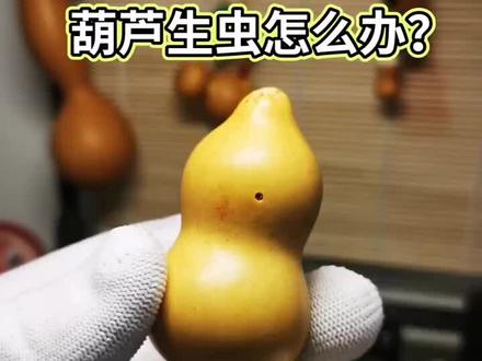 葫芦生虫不要慌,我们一起看看这一期的《吉恒斋说葫芦》 #手捻葫芦 #精品葫芦 #文玩葫芦
