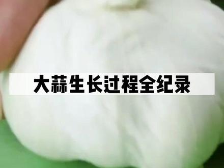 大蒜生长过程#水培植物 #家庭种植 #种植的乐趣 #植物生长过程 #阳台小院均可种植