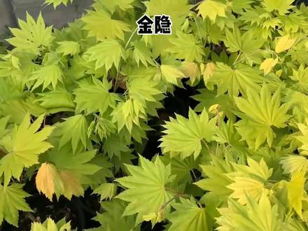 金隐和月升的对比#枫树 #爱生活爱养花 #一花一草一世界