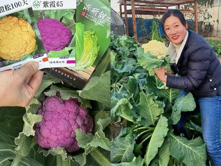 花菜种得又大又紧实的方法 我种的花菜个头比头还大,又嫩又紧实,我还种出了紫色花菜和金色的花菜,花菜种植方法都在这儿了#种菜小技巧 #家庭种植 #蔬菜种子 #在家种菜