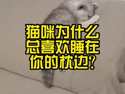 猫咪为什么会习惯睡在你的枕边?#猫咪 #记录猫咪日常 #喵星人 #猫咪奇葩睡姿
