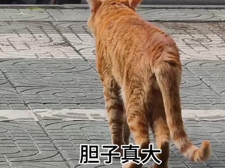 胆子真大,嗖的一下就过去了#橘猫店长