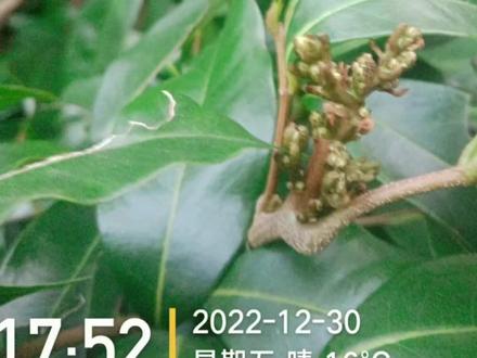 分享荔枝对二十四节气点的重要性,与荔枝催花催醒的几个方法 #荔枝 #农技推广