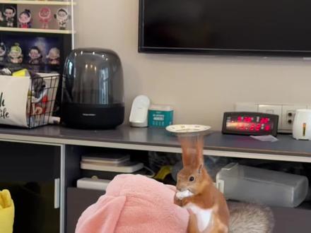 疯狂动物园日常大杂烩 #动物园园长#疯狂动物城