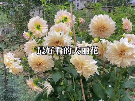云南真的太适合种大丽花了#大丽花 #爱生活爱养花 #养花 #我家小院 #我的花园