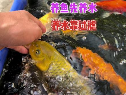 2个鱼池2种过滤方式2个月不换水,水清鱼靓是怎么做到的 #帆布鱼池 #养鱼日记 #锦鲤鱼池 #鱼池过滤系统设计施工 #自建鱼池假山