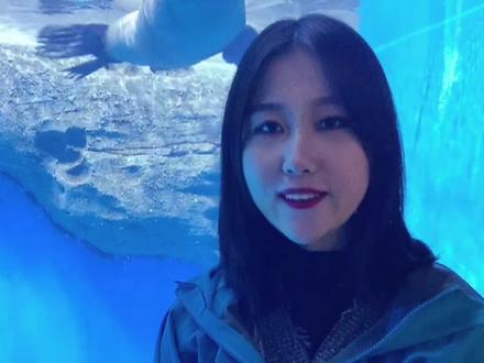 关于海狮你知道多少?#海狮 #科普 #2022做个新选择