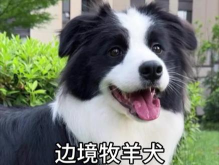 每天教你认识一种狗狗#边牧 #边境牧羊犬 #萌宠