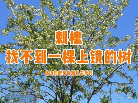 #星河知识计划 #璀璨科学星 刺槐,洋槐,最近开花正美,可是找不到一棵上镜的树,这是为啥呢?懂的朋友都懂😄 @抖音青少年