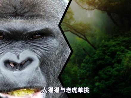 大猩猩与老虎正面交锋,谁会赢得这场动物界最让人血脉偾张的战斗 #奇妙的动物 #动物 #科普一下 #野生动物