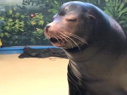 带你们了解一下动物的叫声! ɿ😏ɾ小海狮真给力