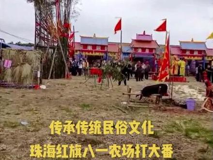 传承传统民俗文化,珠海市金湾红旗八一农场打大番!#民俗文化 #传统习俗 #非物质文化遗产 #打大番 #珠海 #广东 #珠海