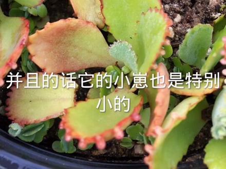 宽叶不死鸟、也叫蕾丝公主、养护非常简单、并且也特别好看 #多肉植物养护小常识