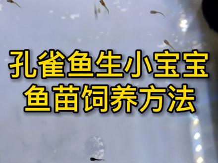 孔雀鱼生小宝宝了,鱼苗怎么养?三个方面#孔雀鱼 #孔雀鱼宝宝 #孔雀鱼繁殖 #观赏鱼