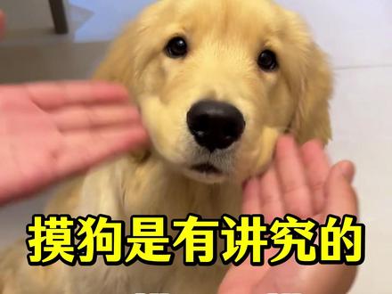 摸狗是有讲究的三摸三不摸 摸狗是有讲究的三摸三不摸#狗狗 #新手养狗 #养狗经验分享 #科学养狗 #养狗小知识