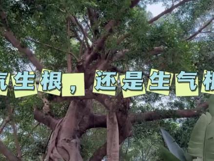 是气生根,不是生气根 #榕树 #老树 #气生根 #少儿科普知识 #植物科普小知识 #自然教育
