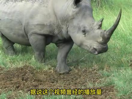 这么奥利给的河马你见过吗?#奇妙的动物 #河马 #犀牛