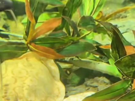 巨物缸再次迎来悲剧!奶酪因早产不幸去世,刀哥又损失一位战友!#真实生活分享官 #刀疤鲤 #刀哥 #魔鬼鱼 #奶酪