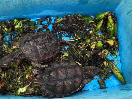 实拍佛山乌龟市场,这种凶猛的鳄龟40一个,是宠物还是食物?