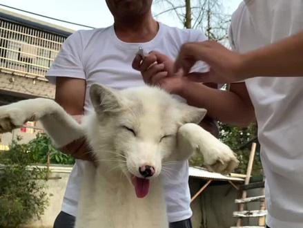 这只小狐狸是真的会笑啊,好开心的样子呀,也希望大家开心#萌宠出道计划 #宠物狐狸 #萌宠推荐官