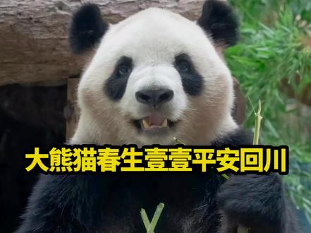 2026年2月28日官方发布悲痛消息,大熊猫半半、香果因肠梗阻、肠系膜扭转这两种高危消化道急症,分别于2月9日、2月10日经抢救无效离世。事件后相关部门立即成立专家组调查,责令涉事场馆闭馆整改,并为保障剩余大熊猫春生、壹壹的安全,紧急安排专机将它们连夜护送回川,分别送往成都大熊猫繁育研究基地与中国大熊猫保护研究中心接受专业养护,两只熊猫已于3月1日凌晨平安抵达,愿春生和壹壹带着对半半和香果的爱与思念,平安健康地度过一生。愿香果和半半在熊猫星球再也不受病痛折磨,岁岁平安。 #大熊猫香果去世#大熊猫半半去世#大熊猫春生#大熊猫壹壹#官方公布熊猫半半和香果死亡情况