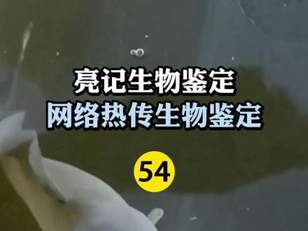 网络热传生物鉴定54 #亮记生物鉴定