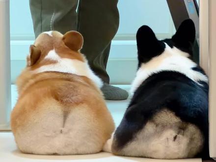 做婆宝狗肿么啦~做婆宝狗超棒der #匹卡噗#匹卡噗果蔬烘焙狗粮#匹卡噗彩虹饮食法#柯基#柯基小短腿