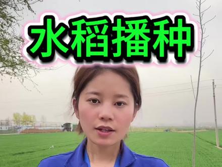 水稻千万别早播 谁播的早谁后悔#抖音助农 #水稻 #水稻种植 #水稻高产技术