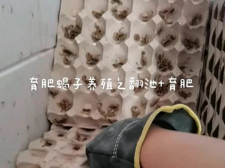 #蝎子养殖 #记录真实生活 #现场实拍 #药食同源 2022.7.8育肥蝎子养殖之翻池+育肥#蝎子产新