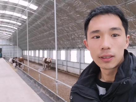 简单介绍拱形大棚牛圈建设牛圈的朋友可参考